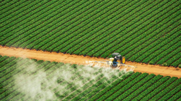 Best Pest Removal Services  in Hideaway, TX